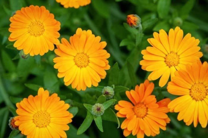 Marigold