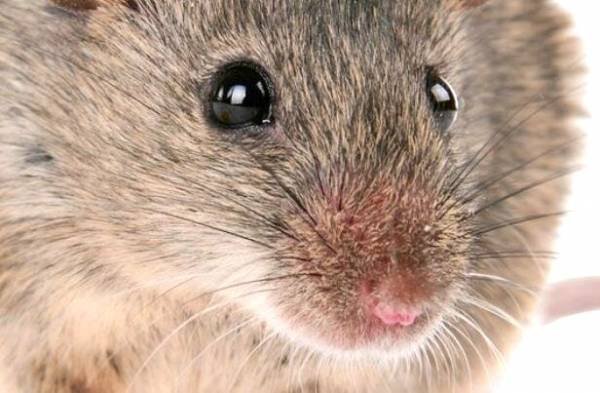 Keeping Mice Out of Your Home