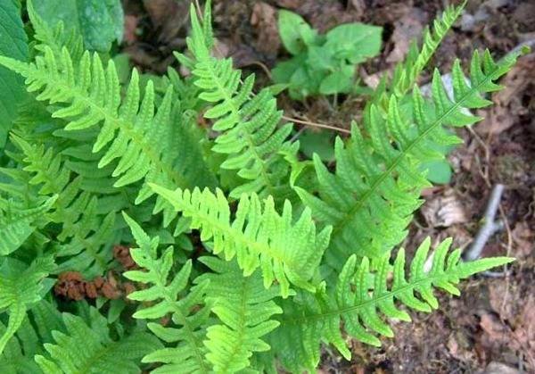 Bassfaj in traditional medicine