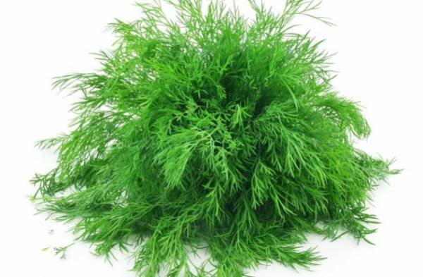 Eating dill