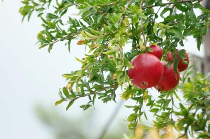 Pomegranate Tree