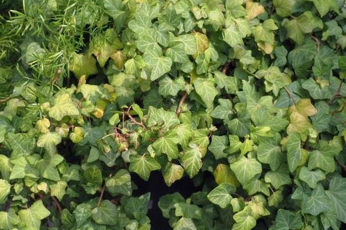 Optimal Temperature for English Ivy