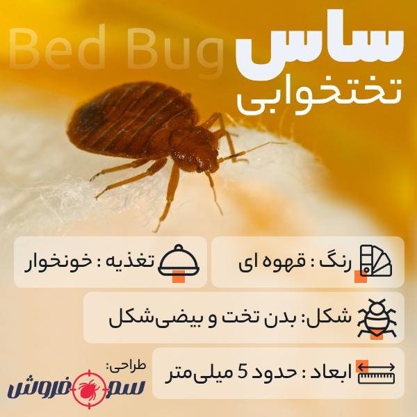 What is a bed bug? A simple way to eliminate bed bugs