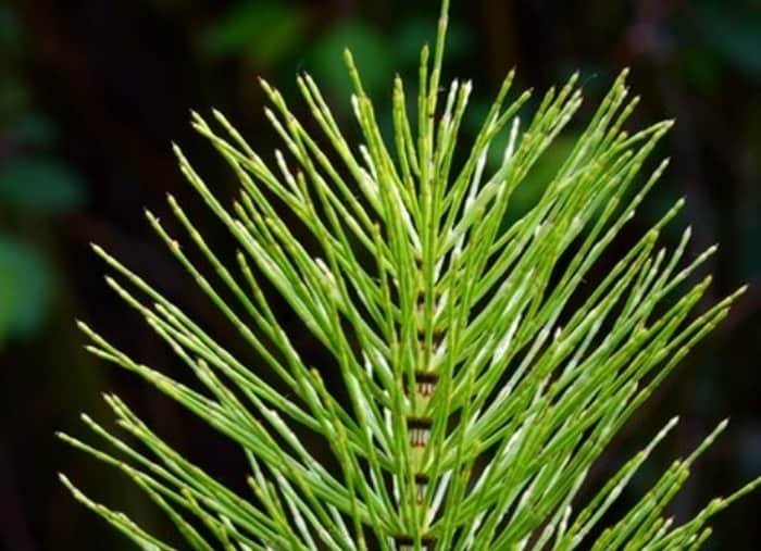Benefits of Castor Oil