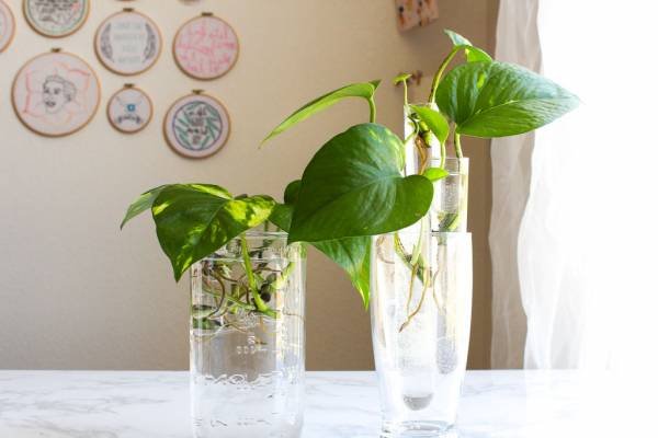 Pothos Care