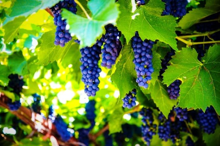 Grapes for Fatty Liver