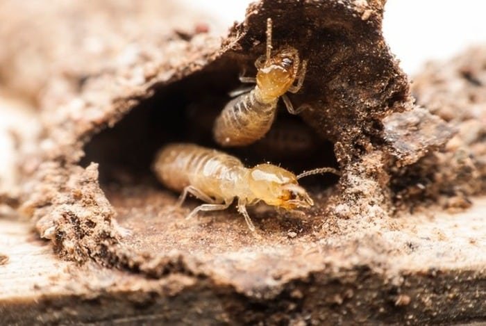 Termite Control