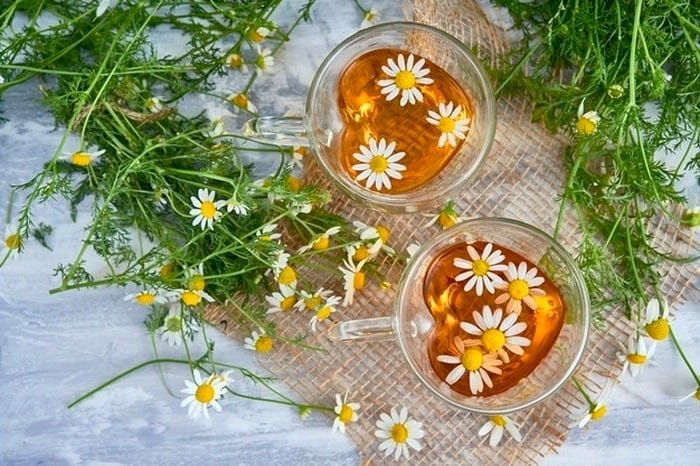 Pregnancy and Chamomile