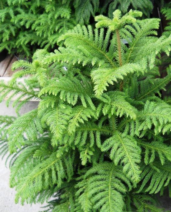 Place to Keep Norfolk Pine
