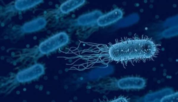 Tooth Decay Bacteria