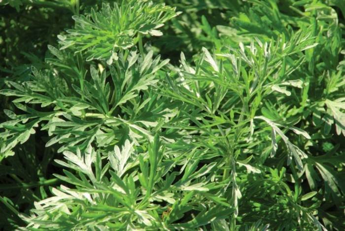 Advantages of Using Wormwood