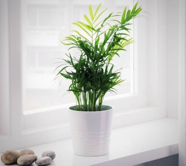 Color Changes in Chamaedorea Palm Leaves