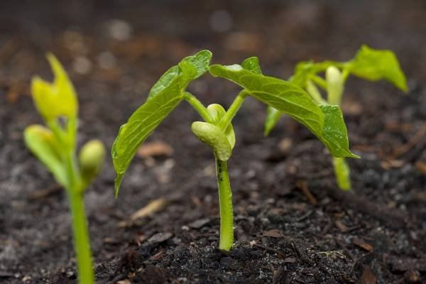 Green Beans