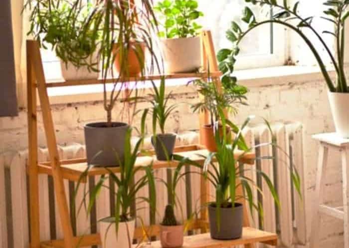 The Benefits of Having Plants at Home