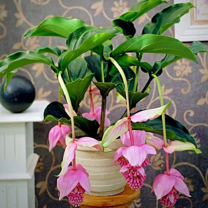 Varieties of Hanging Plants