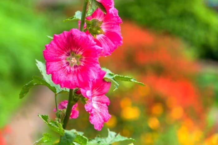 Hibiscus for Cold Sores