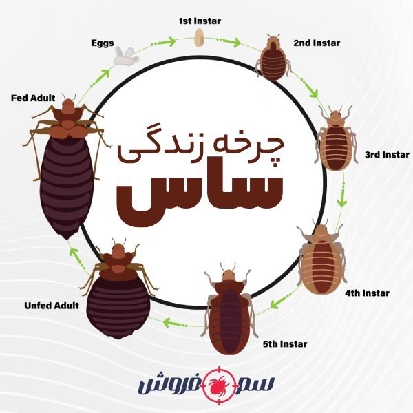 What is a bed bug? A simple way to eliminate bed bugs