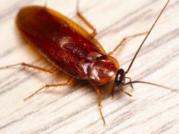 Killing Cockroaches