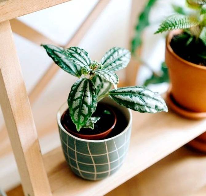 Snowball Plant
