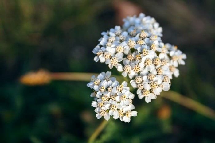 Yarrow for Reducing Menstrual Pain