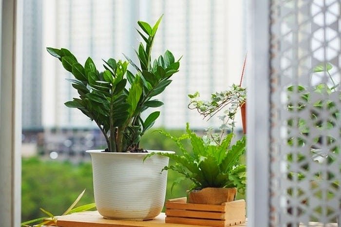 Zamioculcas