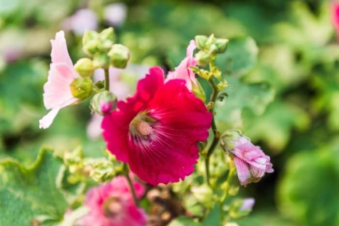 Using Hibiscus During Pregnancy