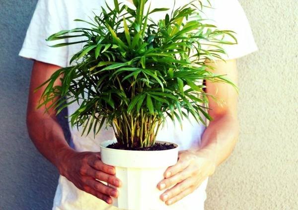 Chamaedorea Palm Pot