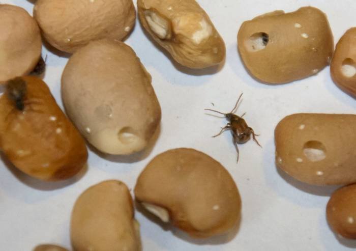 Insects in rice