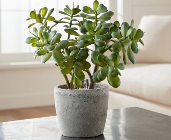 Planting Crassula Plant