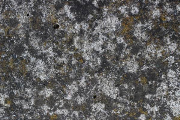Mold allergies.