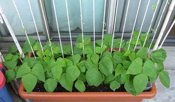 Planting in Pots