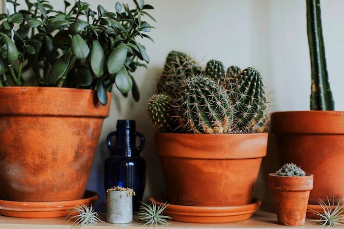 Cactus