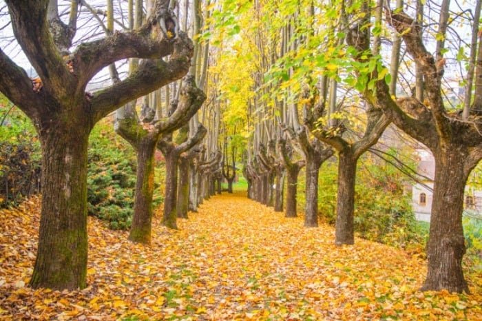 The Reasons for Leaves Falling from Trees
