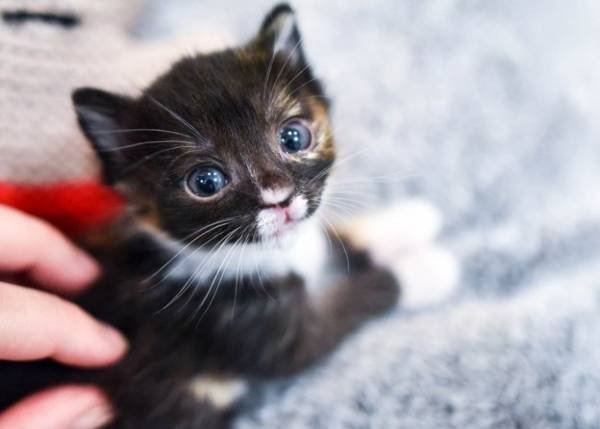 Cats