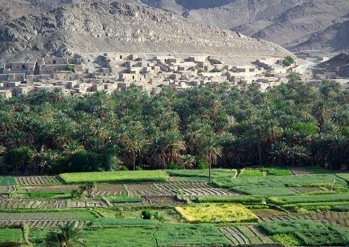 Saravan Palm Groves