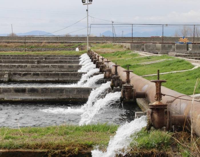 Tilapia farming.