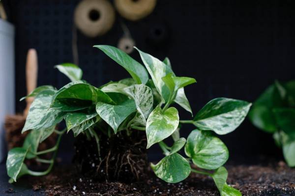 Pothos Air