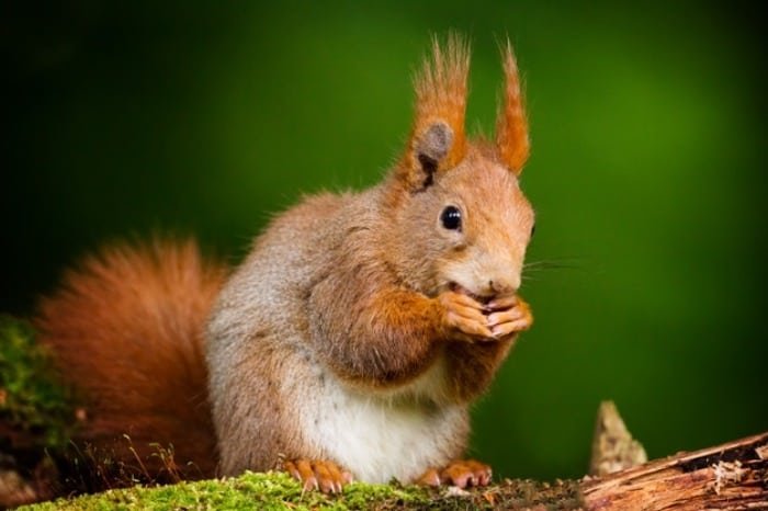 Keeping Squirrels at Home