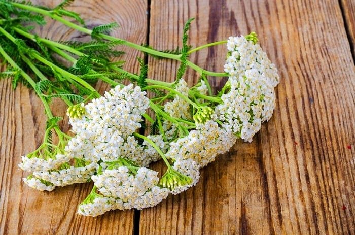 Do not use this plant two weeks before surgery.