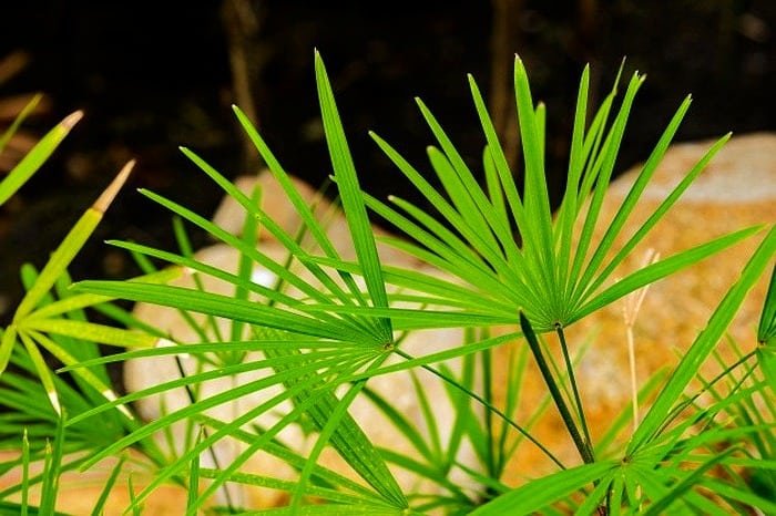 Rape Palm