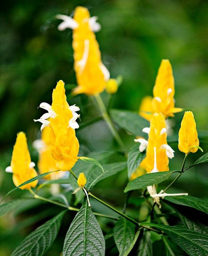Cultivation of the Shrimp Flower
