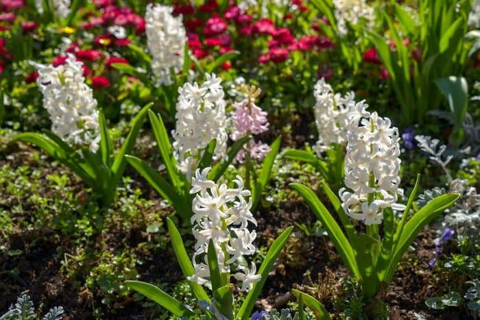 Care for Hyacinth