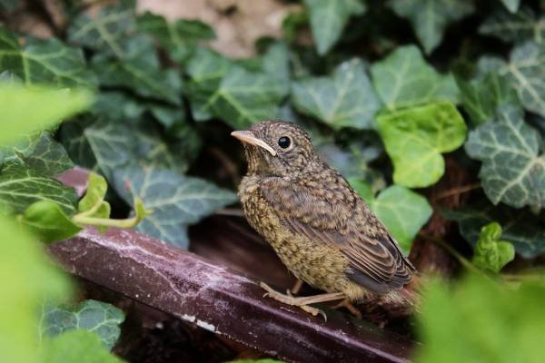 Nightingale diseases