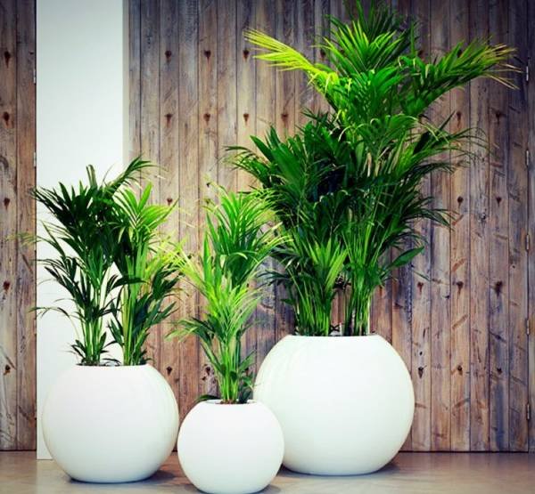 Storage Temperature for Chamaedorea Palm