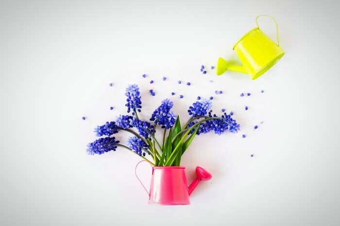 Watering Hyacinth