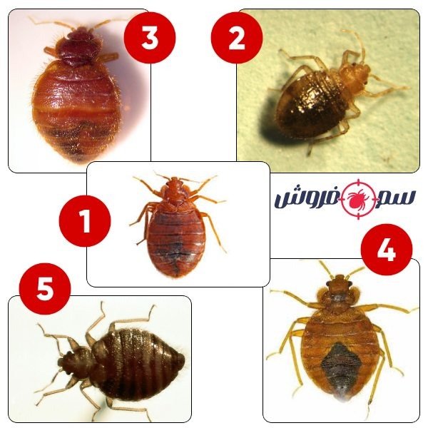 What is a bed bug? A simple way to eliminate bed bugs