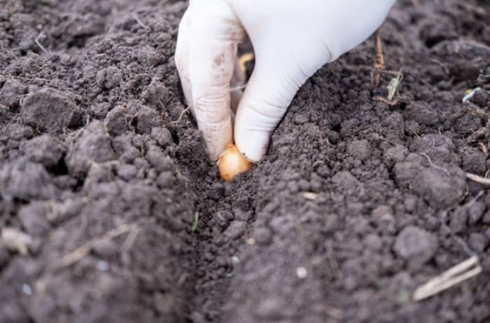 Suitable Soil