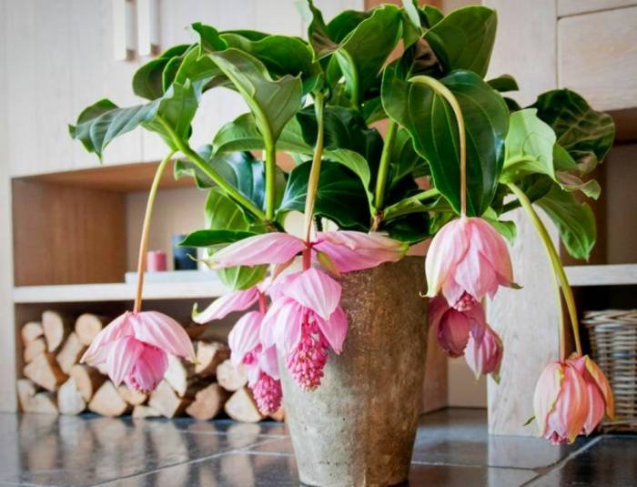 Hanging Cluster Flower