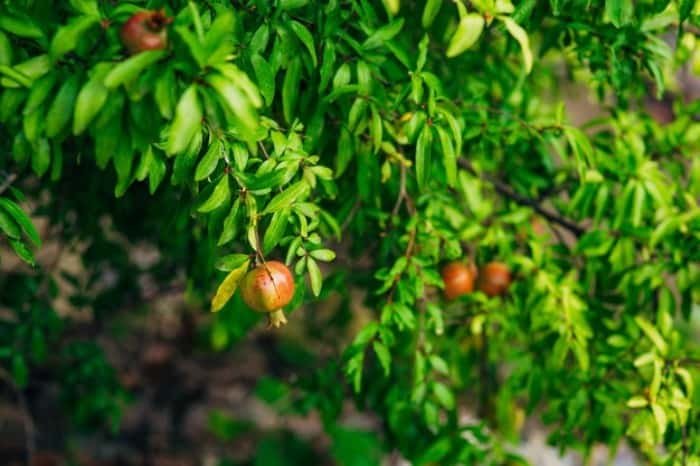 Principles of Planting Pomegranate Tree