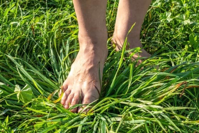 The cause of cold calves